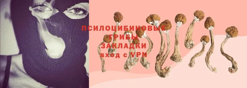 кракен как войти  Апрелевка  Псилоцибиновые грибы MAGIC MUSHROOMS  цена наркотик 